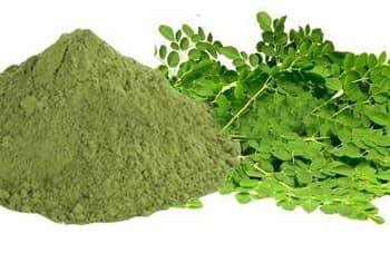 moringa plant